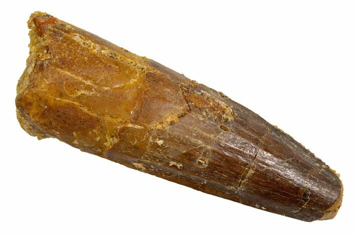 Fossil Spinosaurus Tooth - Real Dinosaur Tooth #326192